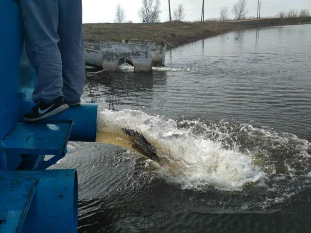 Новокаховский рыбзавод перевыполнил годовой план по вселению судака