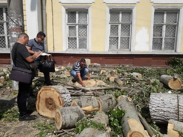 Деревья в центре Херсона массово пилят “барабашки”