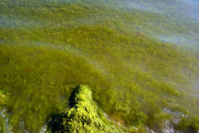 Черноморскую прибрежную полосу Херсонщины затянуло водорослями