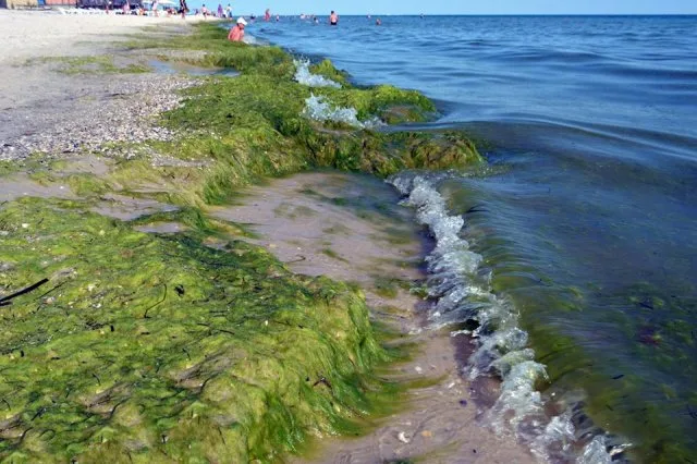 Черноморскую прибрежную полосу Херсонщины затянуло водорослями