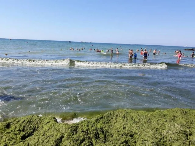 В Железном Порту “нашествие” водорослей