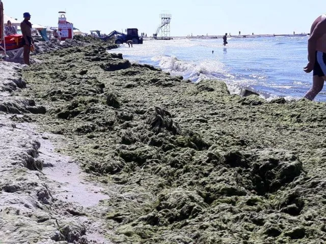 В Железном Порту “нашествие” водорослей