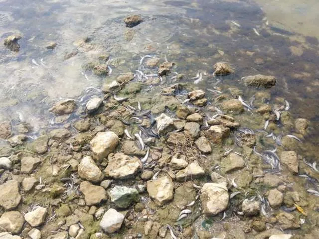В районе Каховки и Берислава берег усыпан мертвыми бычками и раками