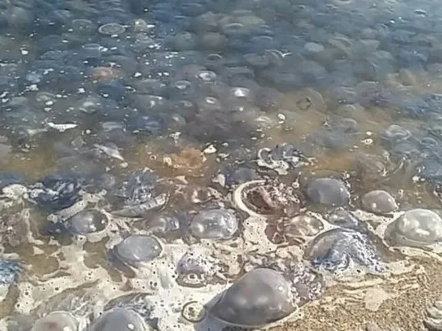 Медузы облюбовали пляж в Херсонской области: в воду просто так не зайти