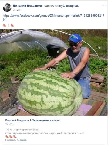 Где-то на Херсонщине вырастили чудо-арбуз больше 100 кг