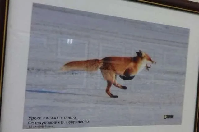 В Херсонском онкодиспансере можно увидеть “танцующего лиса”