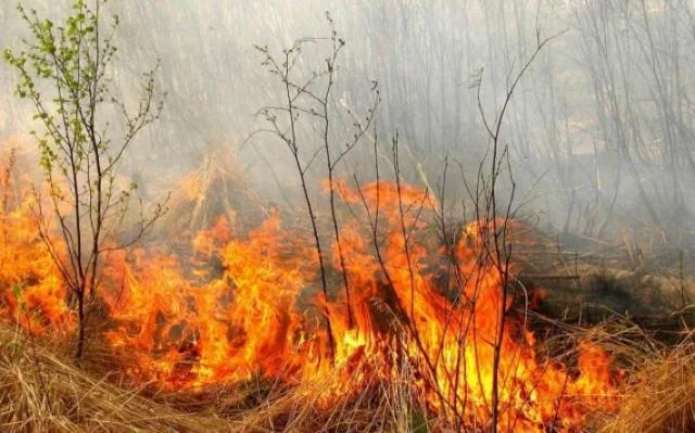 Ежесуточно в области горят экосистемы. Спасатели предостерегают