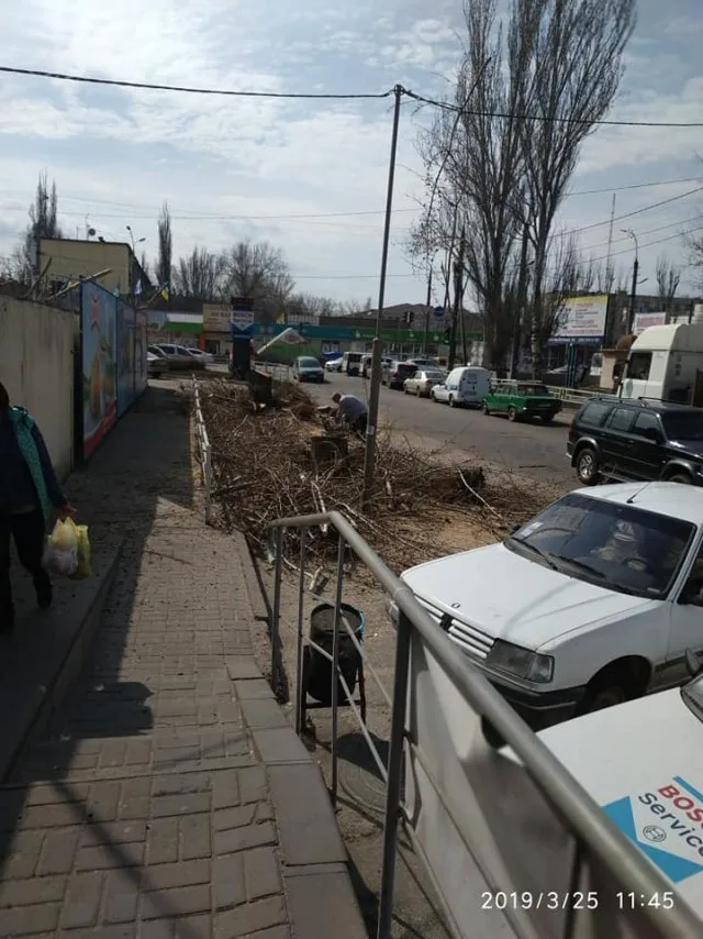 Вместо гнилых тополей в центре Херсона спилили здоровые деревья для новой парковки
