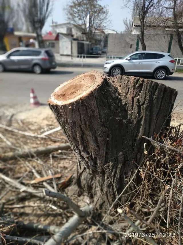 Вместо гнилых тополей в центре Херсона спилили здоровые деревья для новой парковки