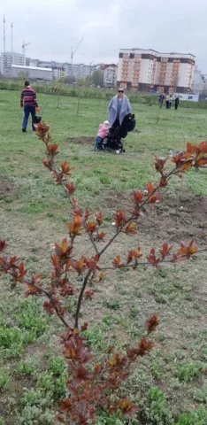 Парк на Таврическом пополнился несколькими десятками кленов