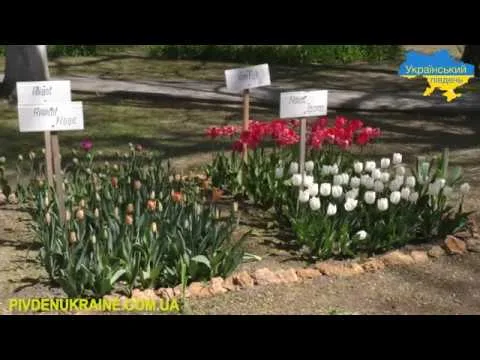 Парад тюльпанов в дендропарке Херсонского аграрного университета