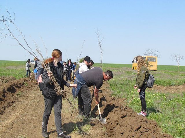 На Арабатской Стрелке высадили более тысячи деревьев