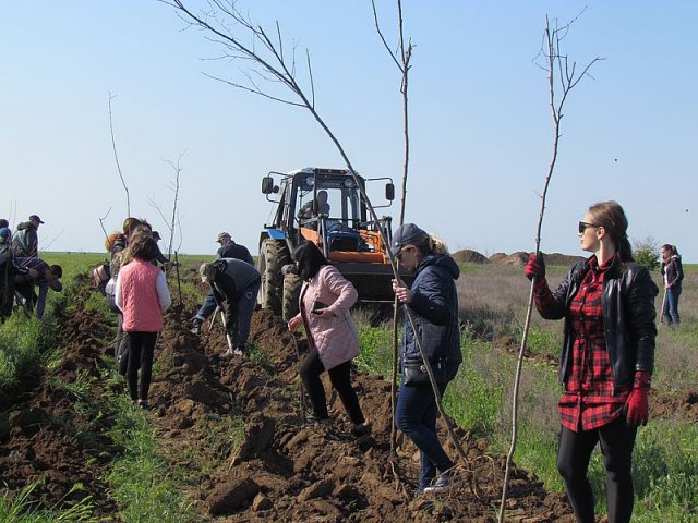 На Арабатской Стрелке высадили более тысячи деревьев
