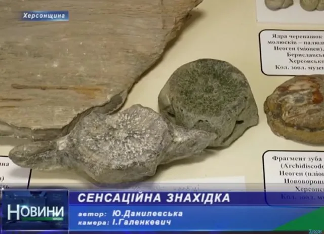 На Херсонщине на берегу Каховского водохранилища нашли окаменелые останки кита