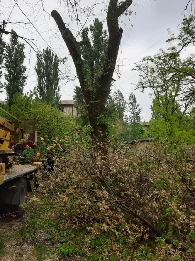 Очередное варварство в Херсоне: под корень спилили здоровые деревья