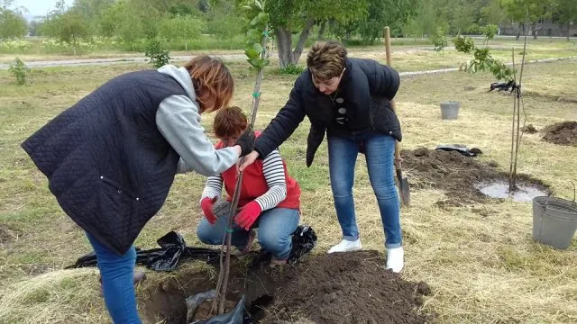 В Каховке высадили аллею сакур