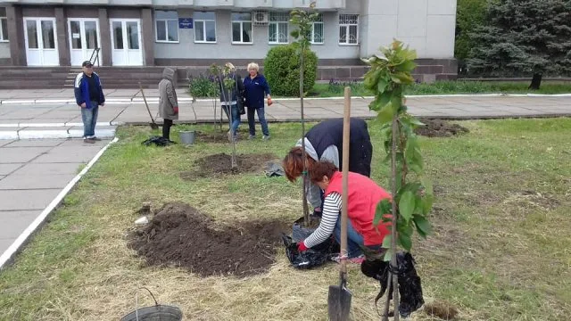 В Каховке высадили аллею сакур