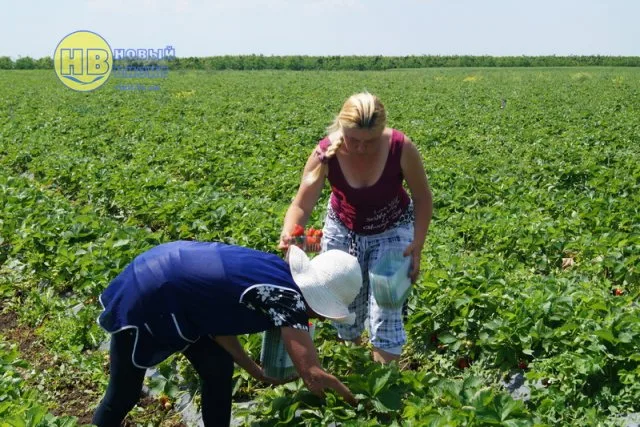 В Геническом районе начали массовый сбор урожая клубники