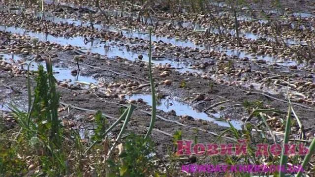 Велика вода: армагедон у Новій Маячці триває