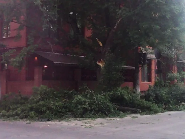 В Херсоне дерево упало на пешеходную зону и сломало светофор