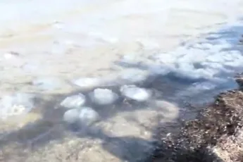 В сети сообщают, что в Геническе в море полно медуз