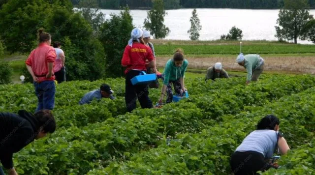 Сезонные работы на Херсонщине в разгаре