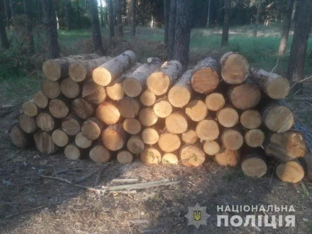 Полиция проверяет информацию о незаконной порубке леса в Голопристанском районе