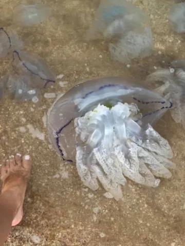 На Арабатке курортников и местных зовут чистить море и берег от трупов морских тварей