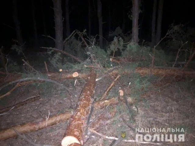 По факту незаконной порубки деревьев в Голопристанском районе открыто уголовное производство