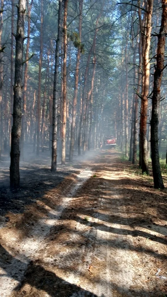 В Каховском лесничестве горел лес