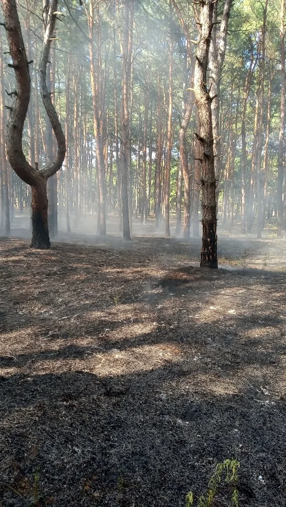 В Каховском лесничестве горел лес
