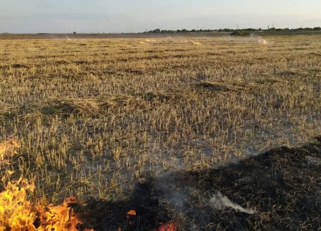 В области за сутки 7 раз горели мусор, сухая трава и пожнивные остатки