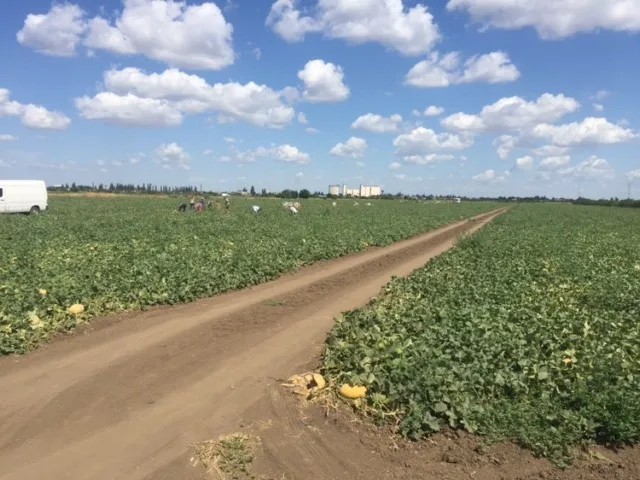 Операция «Урожай» по-Генически: оформлено 649 наемных работников