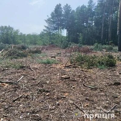 Полиция задержала очередных лесных браконьеров