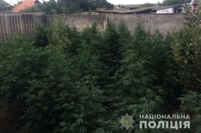 За сутки в Бериславском районе полицейские обнаружили посевы наркорастений более чем 500 тысяч гривен