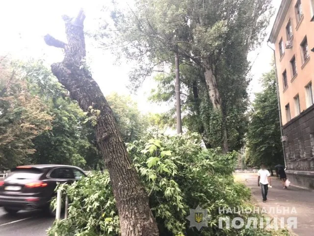 Полиция проверяет законность спиливания деревьев в Херсоне по вул.Небесной Сотни