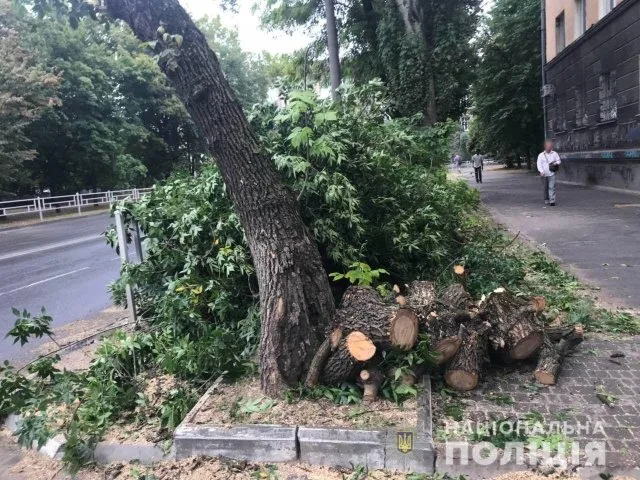 Полиция проверяет законность спиливания деревьев в Херсоне по вул.Небесной Сотни