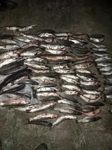 На Херсонщине пограничники продолжают выявлять браконьеров