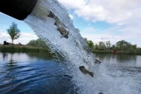 В водоемы Херсонщины выпустят более 2 млн экз. аборигенных однолеток
