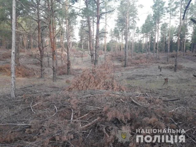 В Голопристанском районе полиция устанавливает незаконных лесорубов
