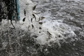 Водоемы Херсонщины обогатятся почти 6 млн. рыб