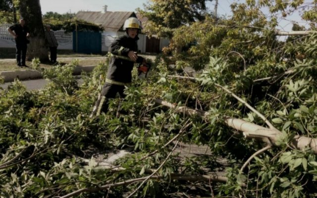 На Херсонщине на проезжую часть упало огромное дерево