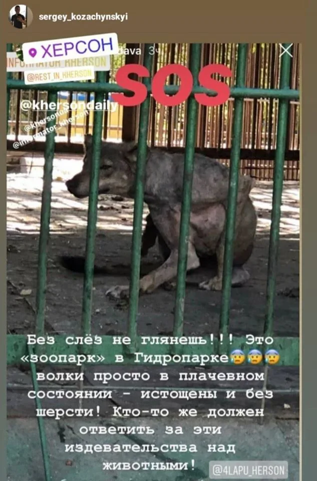 В зоопарке Херсона горожан встречают лысые и голодные волки
