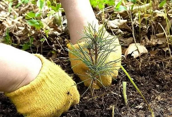 Херсонцев зовут сажать лес