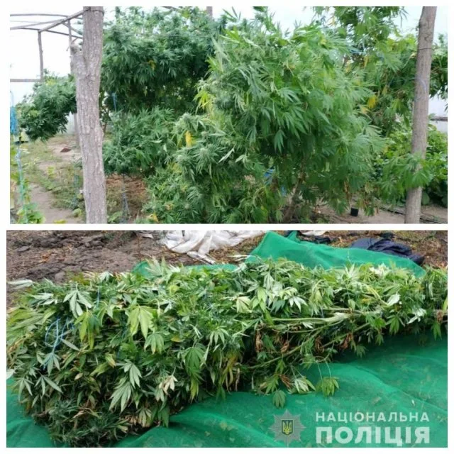 На Херсонщине полицейские уничтожили насаждения наркорастений на сумму почти 200 тыс. гривен