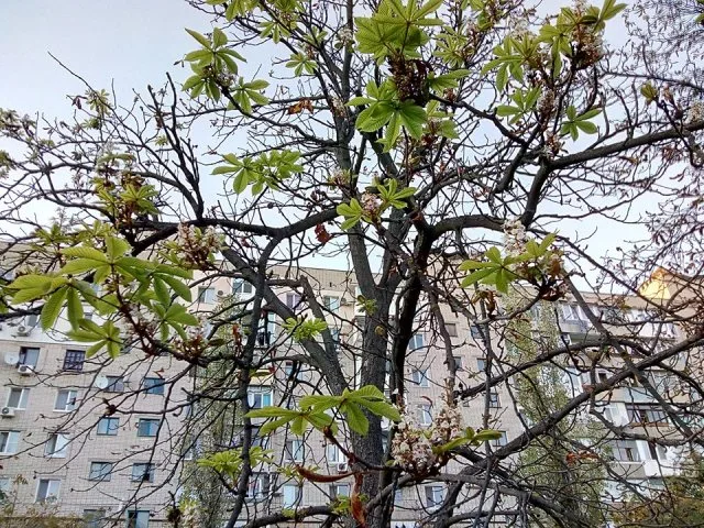 В Херсоне каштаны перепутали время года