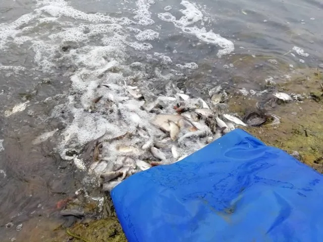 В Каховское водохранилище вселяли растительноядных рыб и карповых
