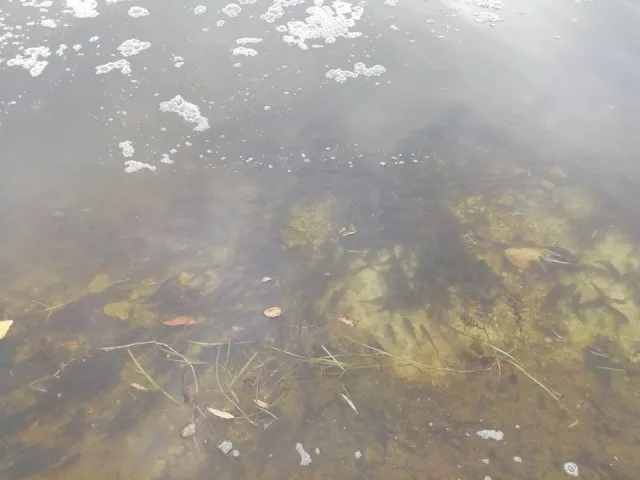В Каховское водохранилище вселяли растительноядных рыб и карповых