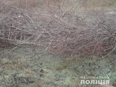 Вчера в полицию Херсонской области поступило 4 сообщения о незаконной вырубке деревьев
