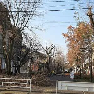 Как в Херсоне «омолаживают» деревья